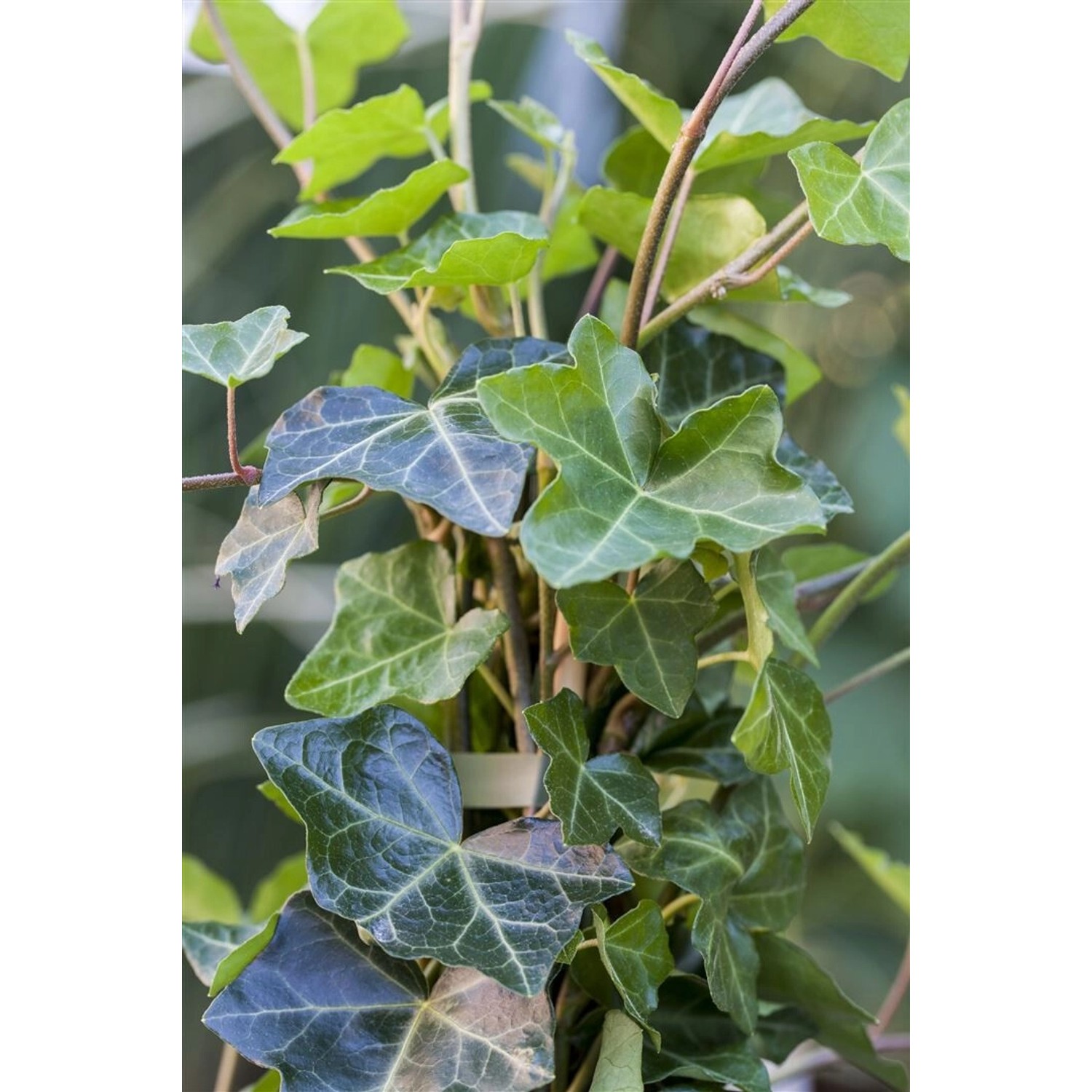 Hedera Helix Hibernica Irischer Efeu 60–100 cm günstig online kaufen