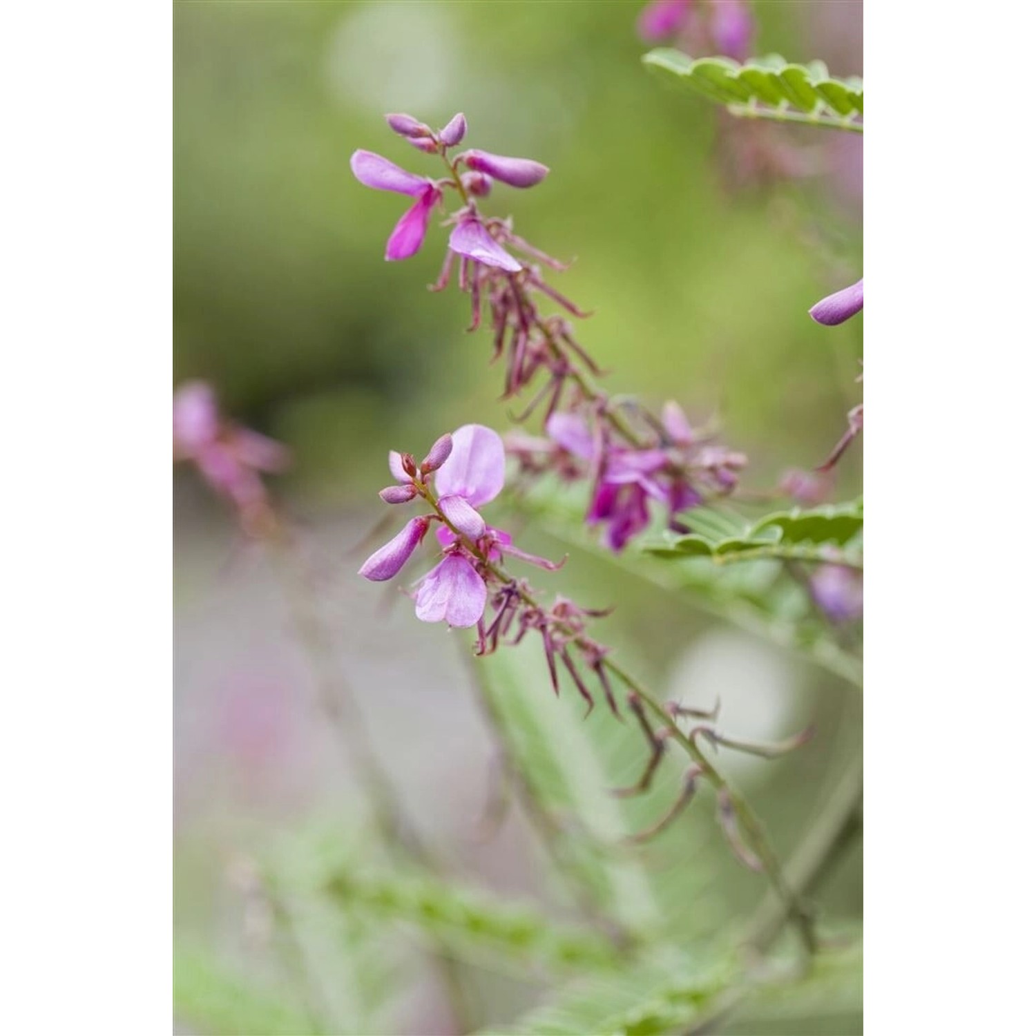 Indigofera Heterantha Himalaya-Indigo 30-40 cm günstig online kaufen