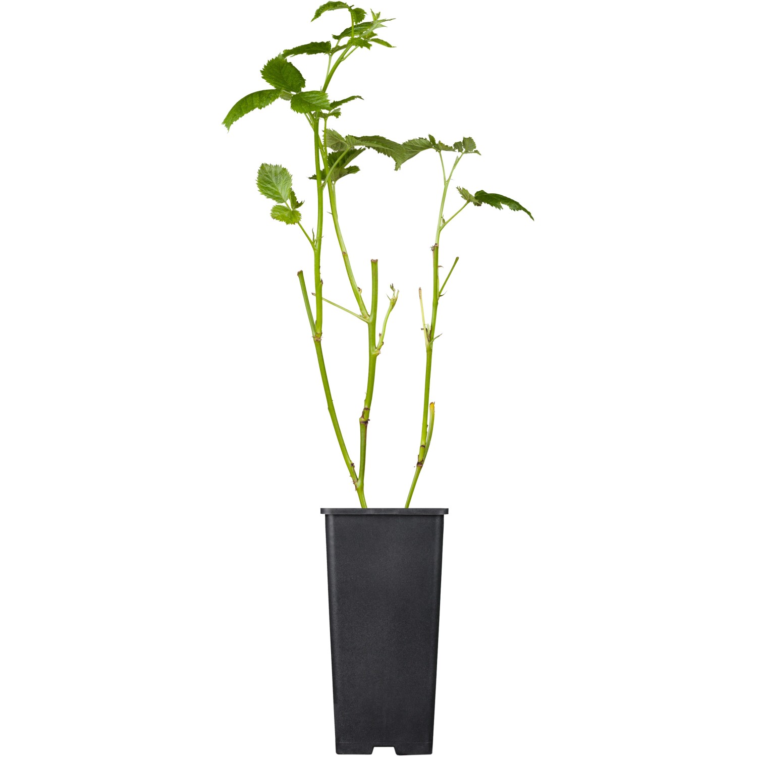 GROW by OBI Bio Brombeere Black Satin Schwarz Topf ca. 2 l Rubus günstig online kaufen