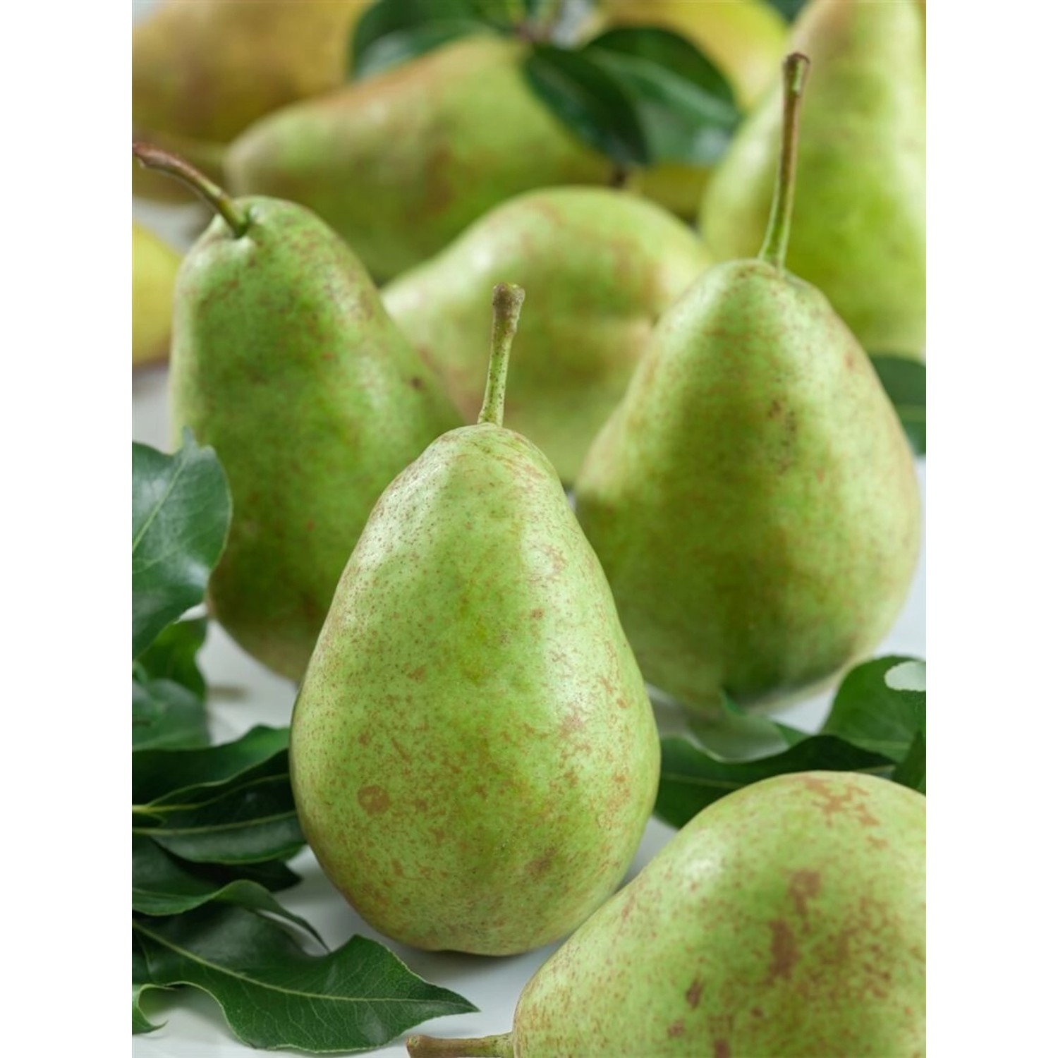 Frische, grüne Birnen der Sorte Pyrus Communis, ideal für den Hausgarten.