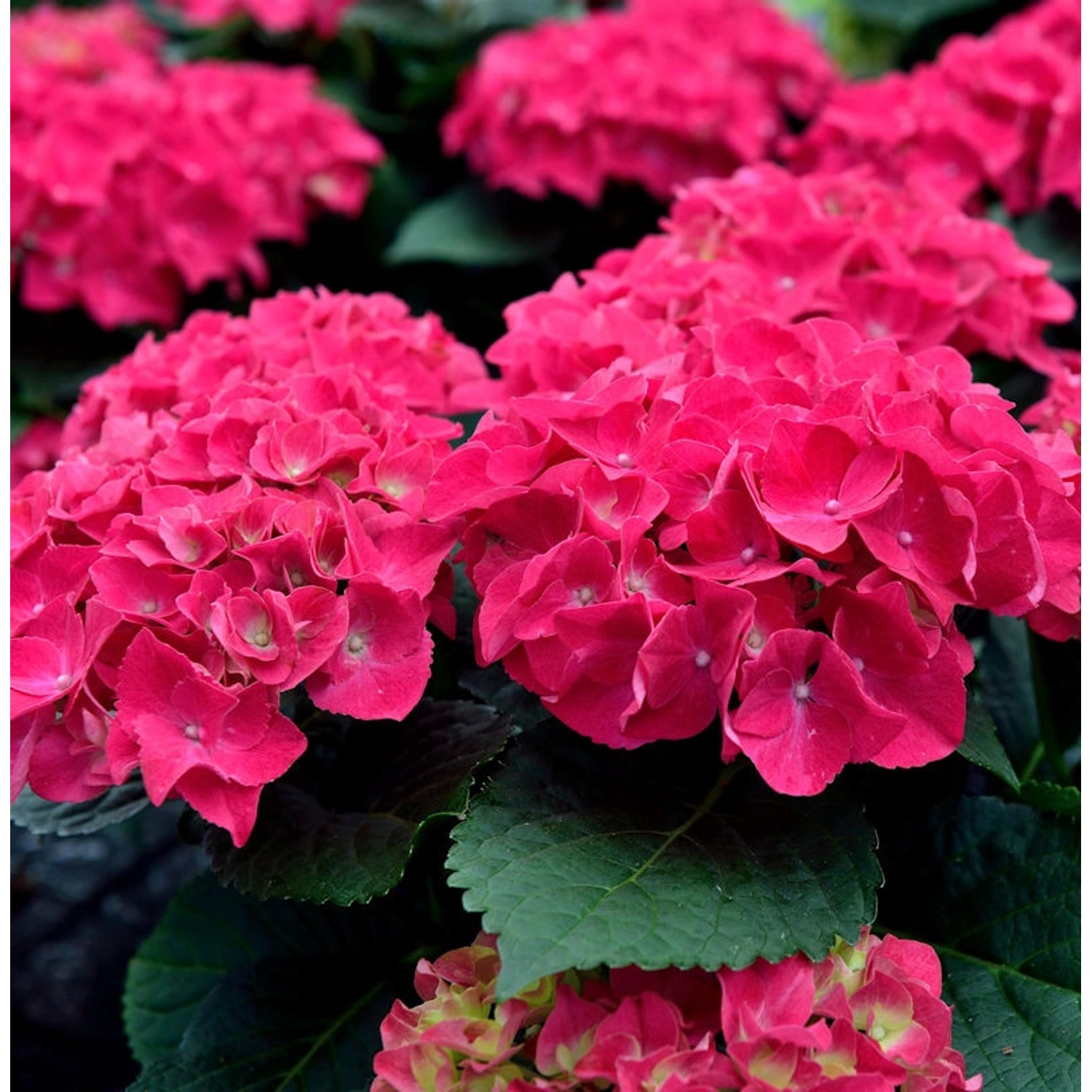 Bauernhortensie Speedy Red 40-60cm - Hydrangea paniculata günstig online kaufen