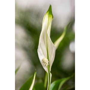 Nahaufnahme einer eleganten, weißen Blüte des Einblatts 'Sweet Lauretta' (Spathiphyllum).