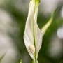 Nahaufnahme einer eleganten, weißen Blüte des Einblatts 'Sweet Lauretta' (Spathiphyllum).