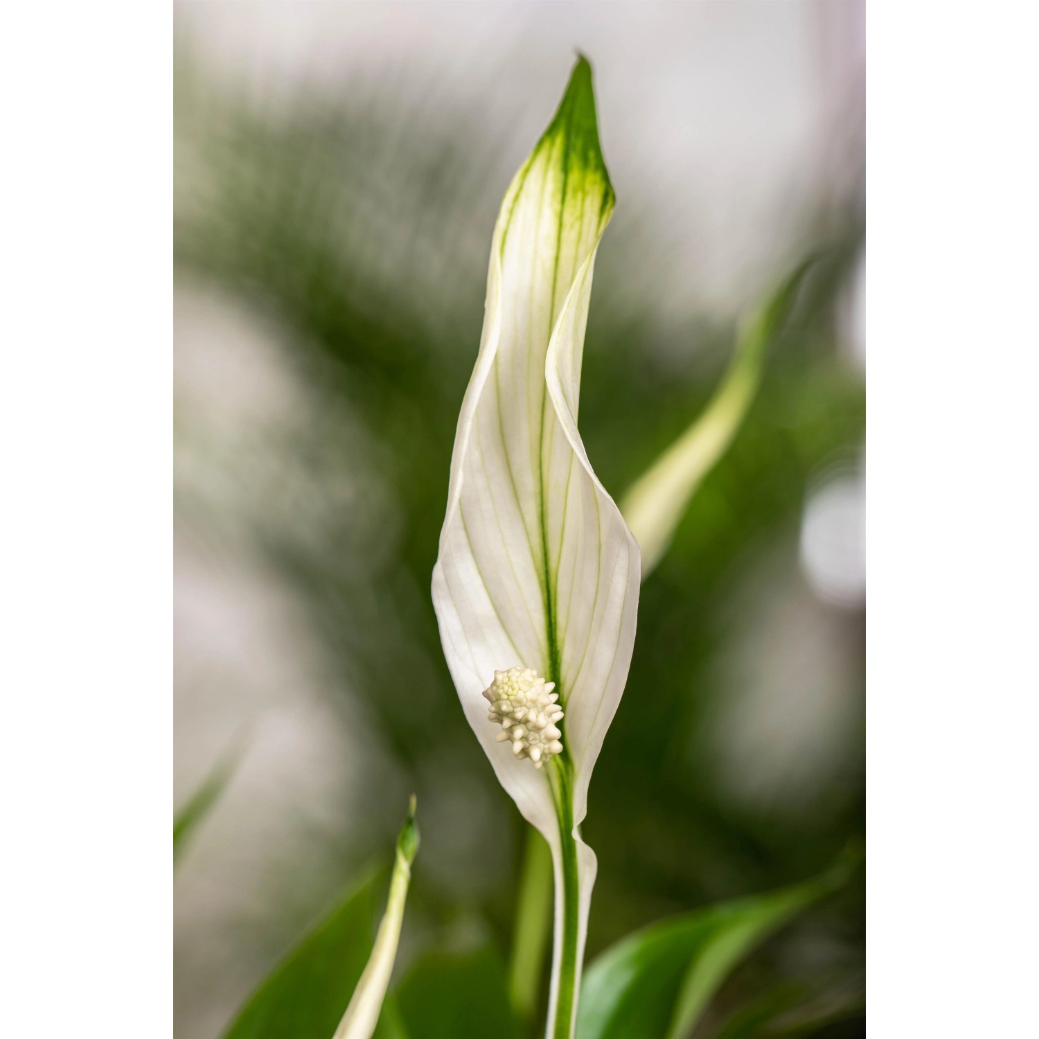 Nahaufnahme einer eleganten, weißen Blüte des Einblatts 'Sweet Lauretta' (Spathiphyllum).