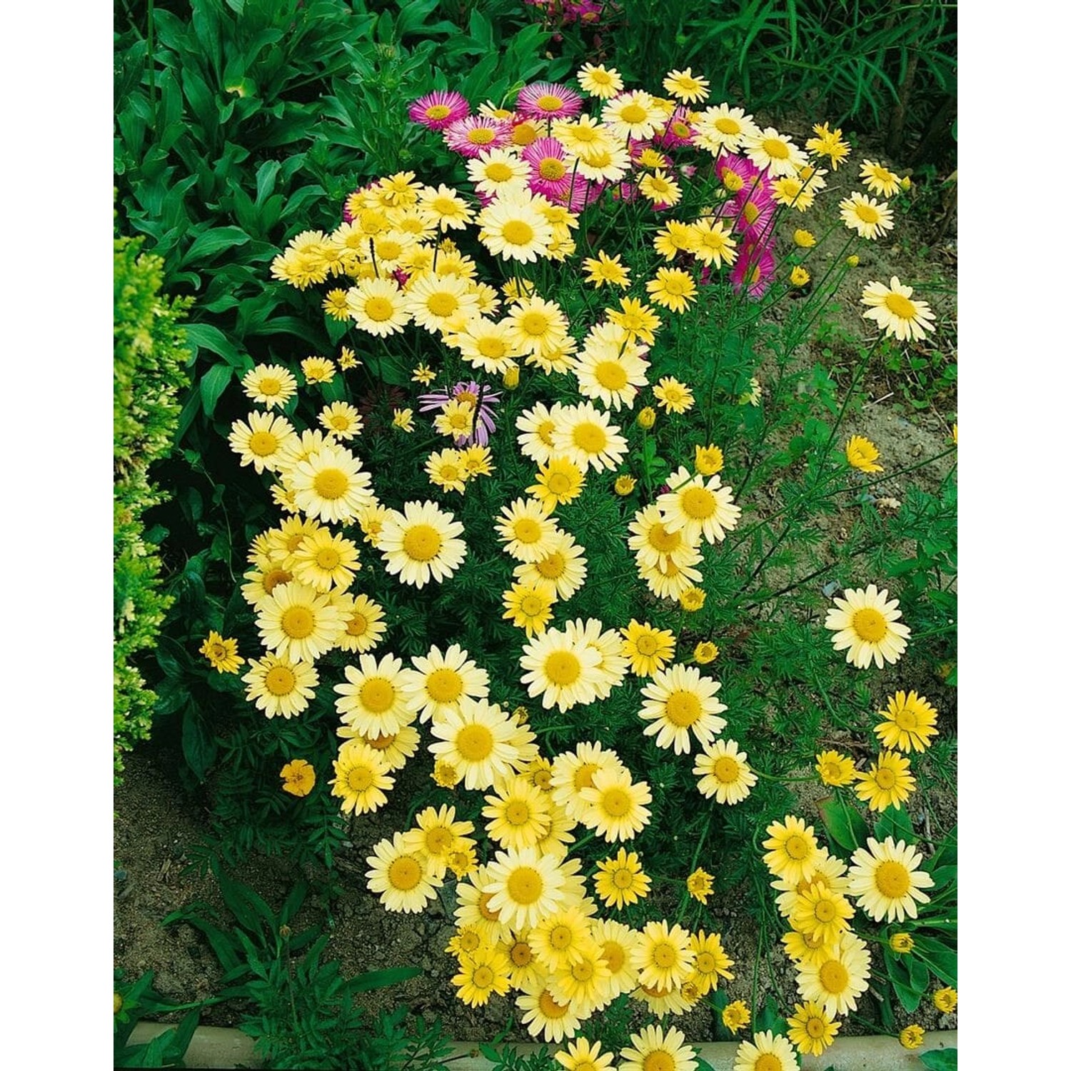 Anthemis Tinctoria Ecbuxton Färberkamille Ca. 11x11 cm Topf günstig online kaufen