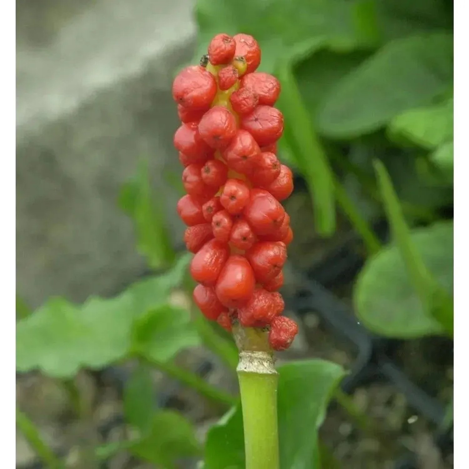 Gefleckter Aronstab - Arum maculatum