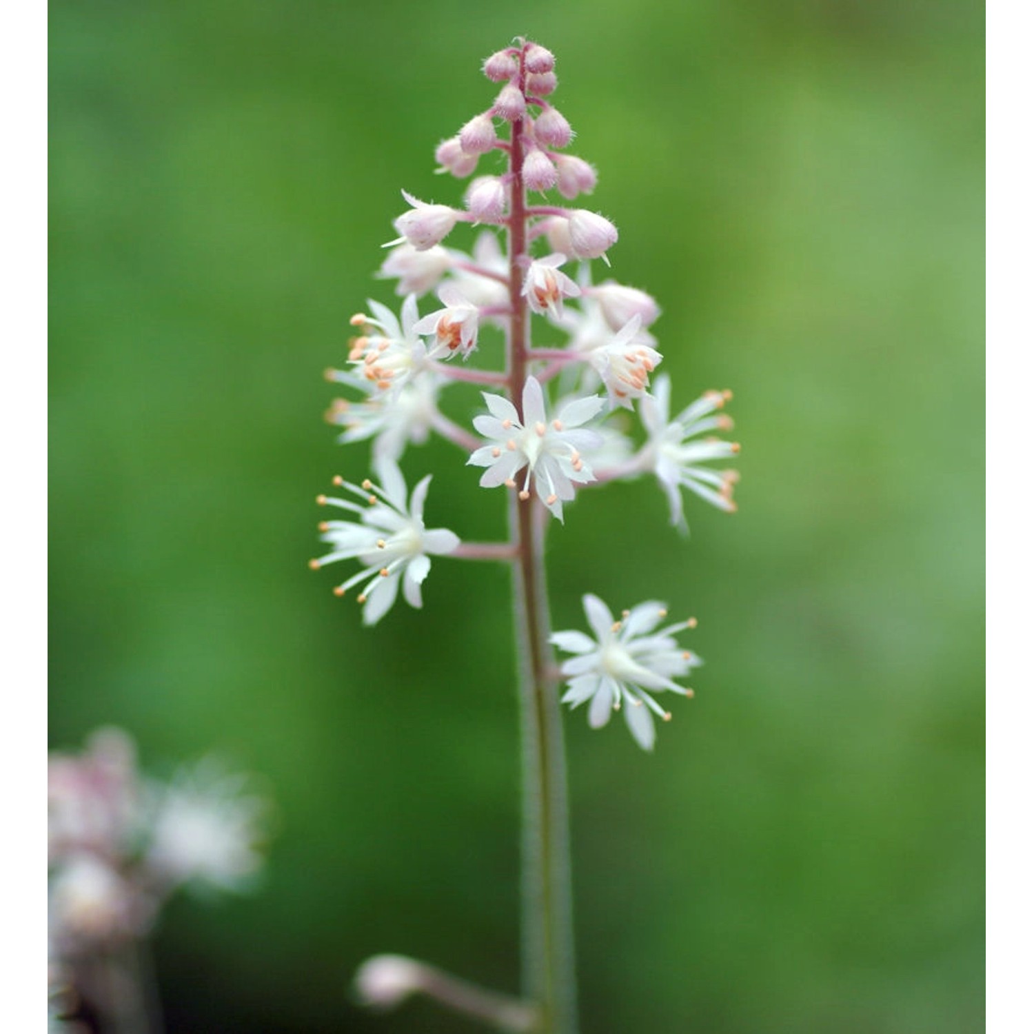 Zipfelblättrige Garten Schaumblüte Pink Skyrocket - Tiarella laciniata günstig online kaufen