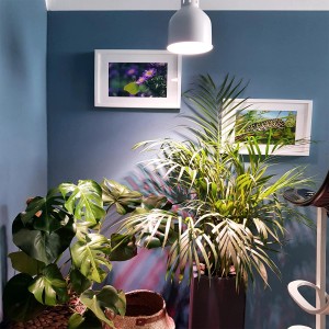 LED-Pflanzenlampe Parus by Venso (6W, E27) beleuchtet Indoor-Pflanzen in dunklem Raum.