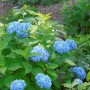 Strauchige Bauernhortensie 'Nikko Blue' mit leuchtend blauen Blüten im Garten.