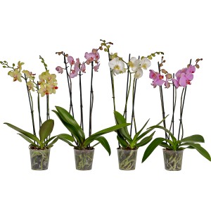 Verschiedenfarbige Schmetterlingsorchideen (Phalaenopsis) im 12 cm Topf.