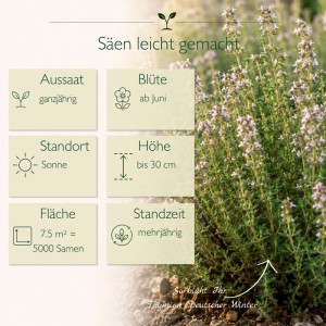 Deutscher Winterthymian Pflanze mit Blüten und Infografik zu Aussaat, Blüte, Standort, Höhe, Fläche, Standzeit. 5000 Samen.