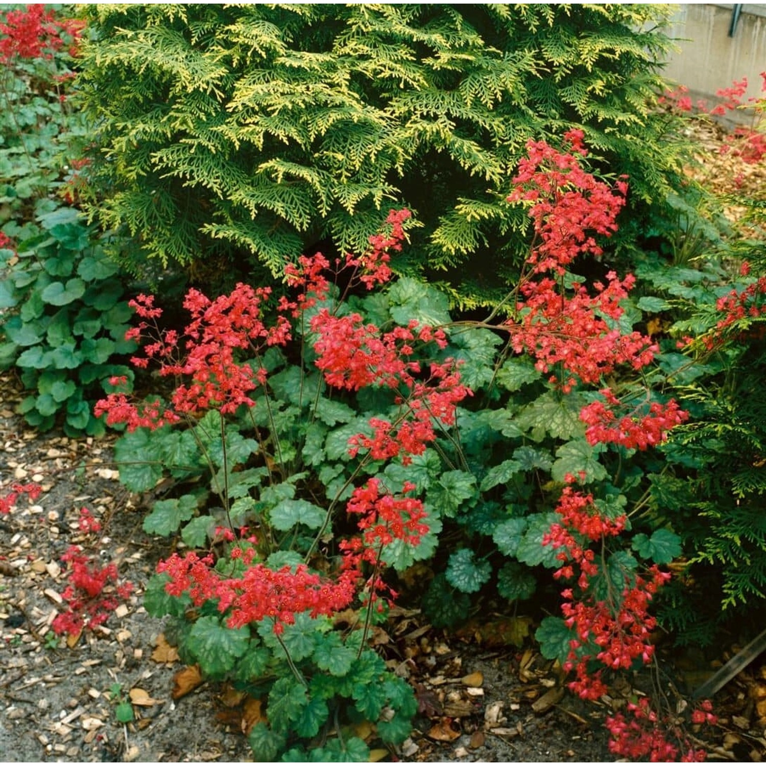 Heuchera X Brizoides Pluie De Feu Purpurglöckchen 2 Liter Container günstig online kaufen