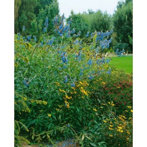 Blühender Sumpf-Salbei (Salvia uliginosa) mit leuchtend blauen Blüten im Gartenbeet.