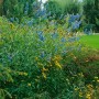 Blühender Sumpf-Salbei (Salvia uliginosa) mit leuchtend blauen Blüten im Gartenbeet.