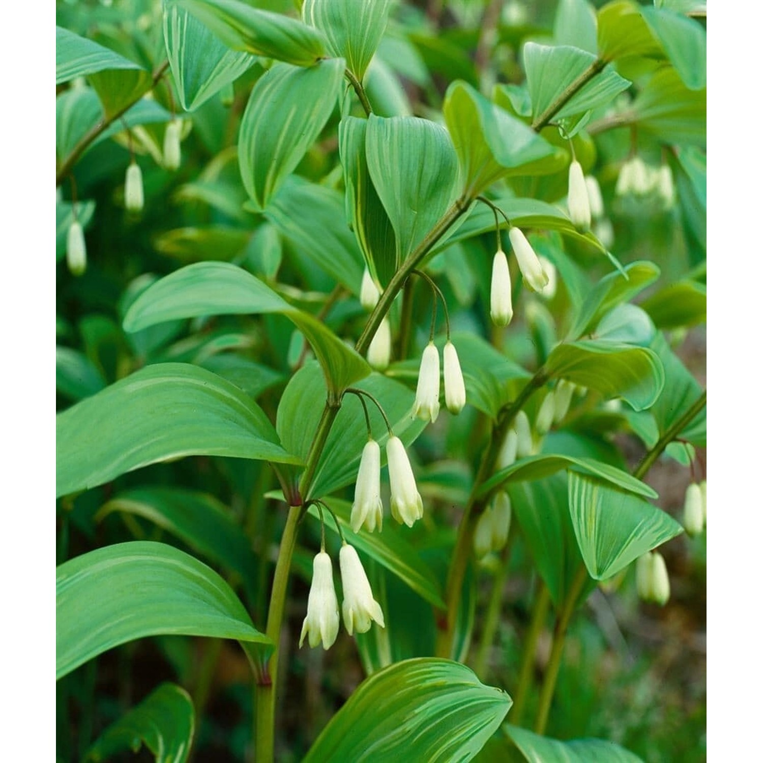 Polygonatum X Hybridum Weihenstephan Salomonssiegel Ca. 9x9 cm Topf günstig online kaufen