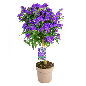 Blühender Enzianbaum (Solanum rantonetti) im Topf, Höhe 60 cm, mit violetten Blüten.