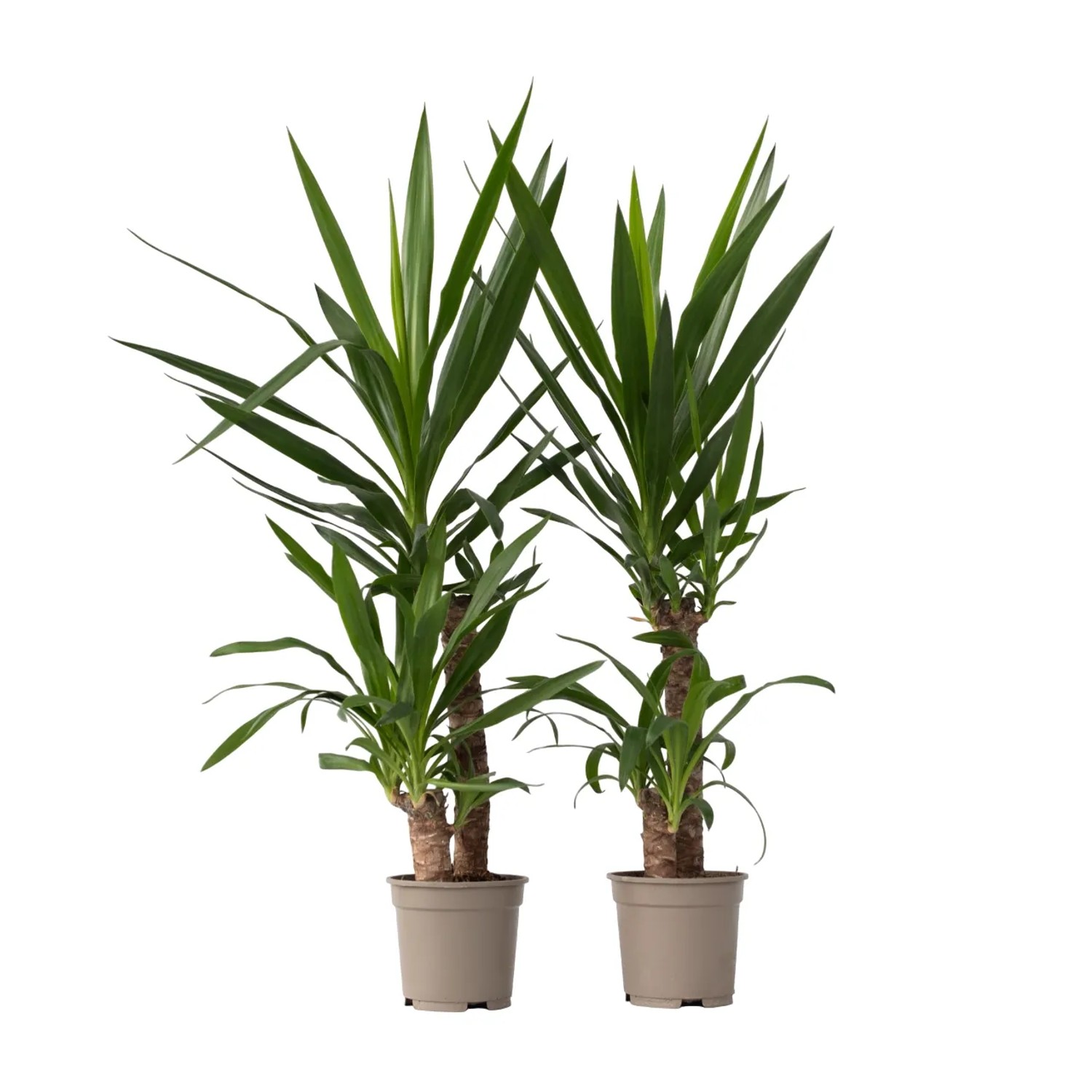 Plant In A Box Palmlilien X2  Yucca Elephantipes Höhe 70cm Ø21 Grün