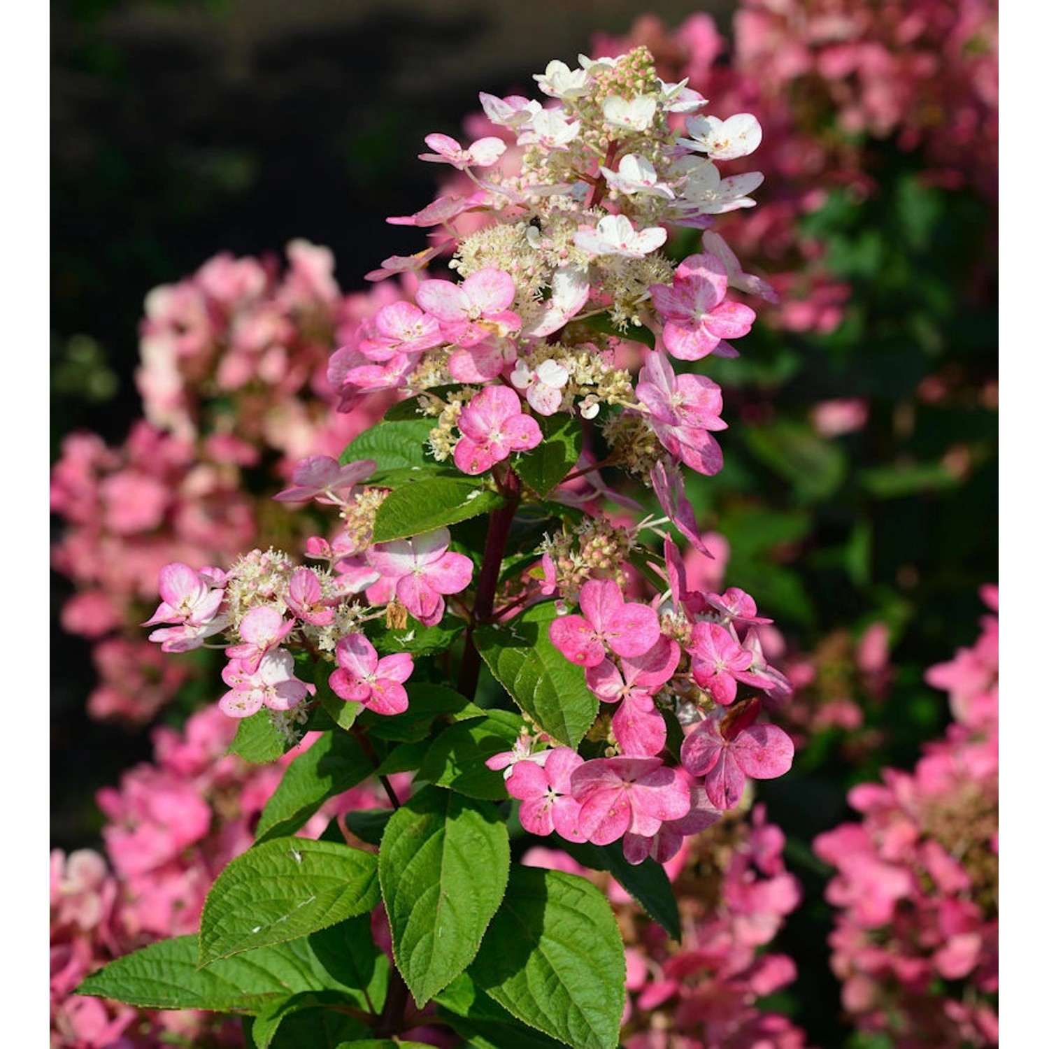 Hochstamm Rispenhortensie Fire Light 80-100cm - Hydrangea paniculata günstig online kaufen