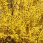 Üppig blühende Forsythie Mindor (40-60cm) mit leuchtend gelben Blüten.