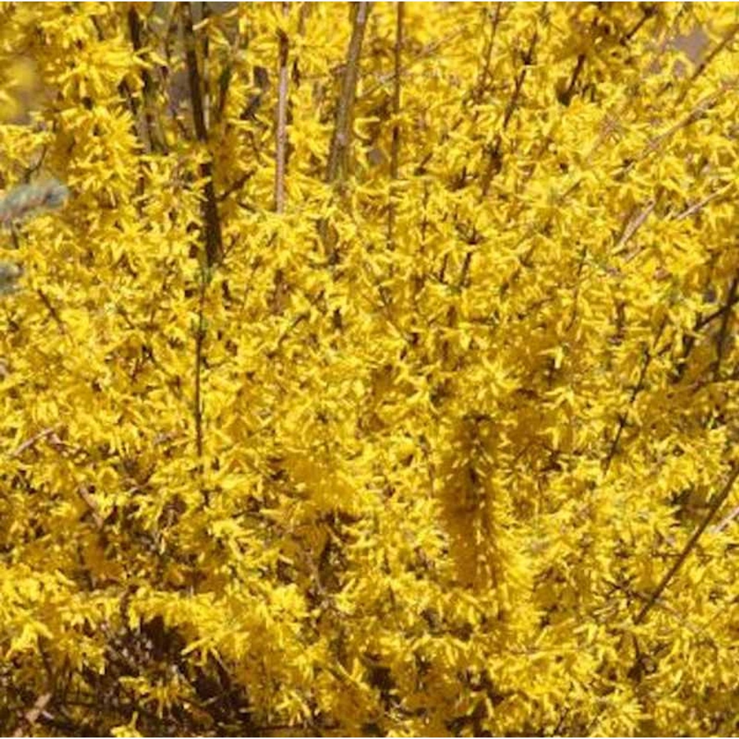 Forsythie Mindor 40-60cm - Forsythia günstig online kaufen