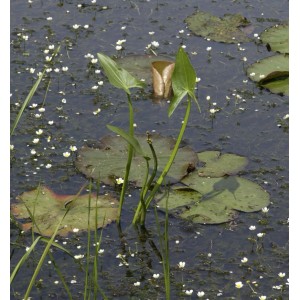 Grasblättriges Pfeilkraut (Sagittaria graminea) im Gartenteich mit Seerosenblättern und kleinen weißen Blüten.