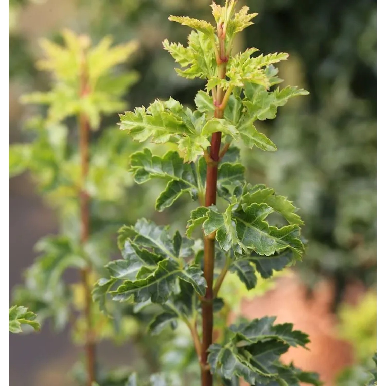 Ahorn Shishigashira 40-60cm - Acer palmatum