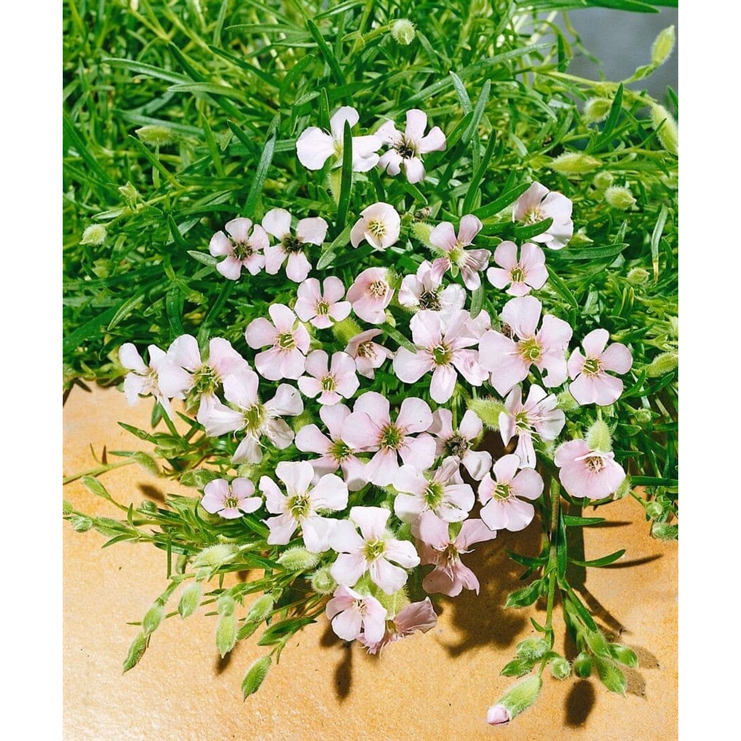 Saponaria X Olivana Seifenkraut Ca. 9x9 cm Topf günstig online kaufen