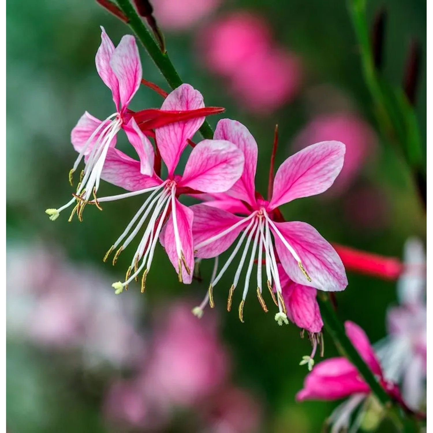 Prachtkerze Gaudi Pink - Gaura,indheimeri