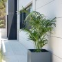 Herstera Garden Pflanzkübel Cube, anthrazit, 50x50x100 cm, mit Pflanze vor Hauswand.