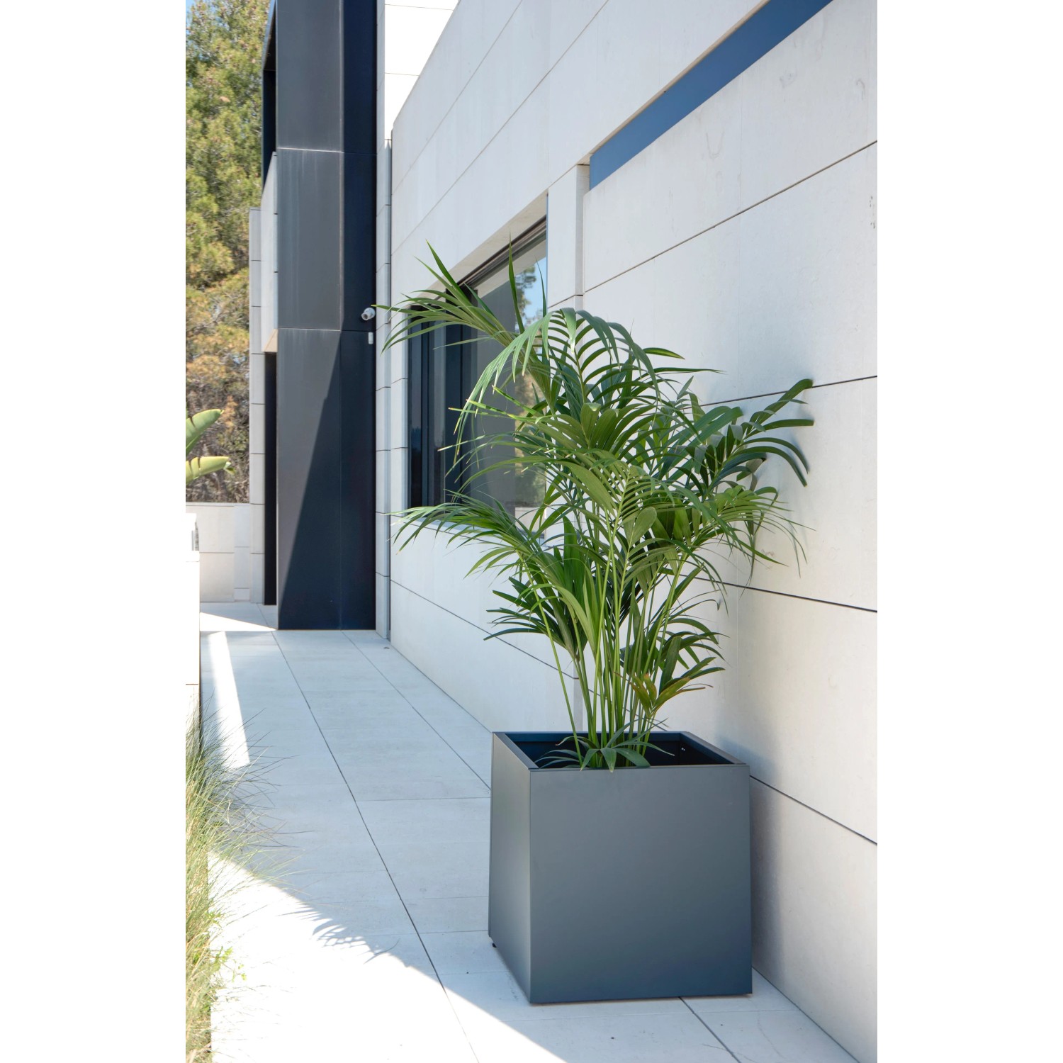 Herstera Garden Pflanzkübel Cube, anthrazit, 50x50x100 cm, mit Pflanze vor Hauswand.
