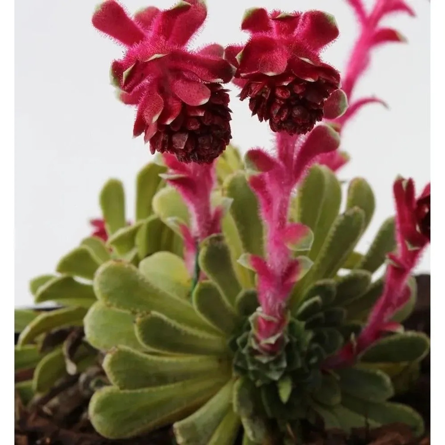 Polstersteinbrech - Saxifraga grisebachii