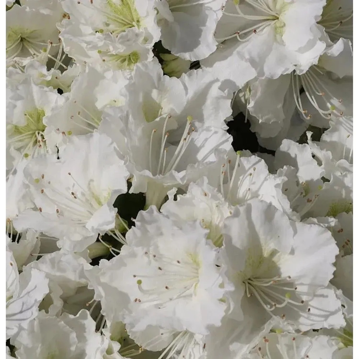 Japanische Azalee Maischnee 20-25cm - Rhododendron obtusum - Zwerg Alpenrose