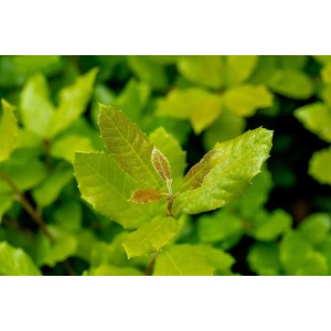 Nahaufnahme der grünen Blätter einer Quercus Ilex (Steineiche).