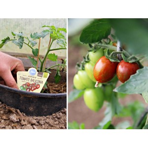 Blu Tomate Balkonia im Topf, mit reifen und unreifen Früchten.