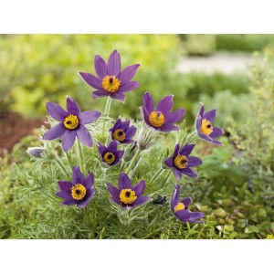 Nahaufnahme der blauen Blüten der GROW by OBI Kuhschelle Blaue Glocke (Pulsatilla) im Topf.