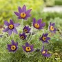 Nahaufnahme der blauen Blüten der GROW by OBI Kuhschelle Blaue Glocke (Pulsatilla) im Topf.