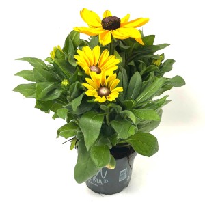 Gelber Sonnenhut Summerina XL von GROW by OBI, ca. 50 cm hoch, im Topf.