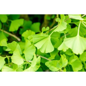 Nahaufnahme des grünen Laubs eines Ginkgo Biloba Fastigiata Säulenginkgos.