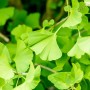 Nahaufnahme des grünen Laubs eines Ginkgo Biloba Fastigiata Säulenginkgos.