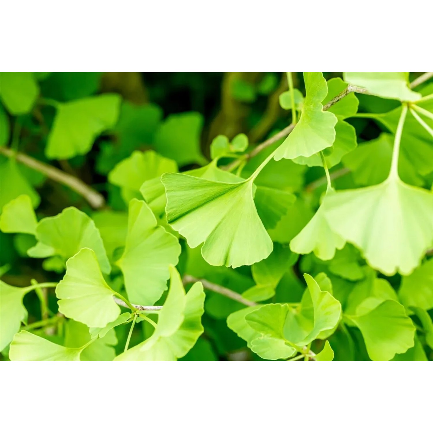Nahaufnahme des grünen Laubs eines Ginkgo Biloba Fastigiata Säulenginkgos.