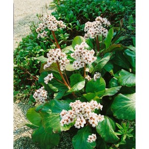 Herzblatt Bergenie 'Silberlicht' mit weißen Blüten und grünen Blättern im Gartenbeet.