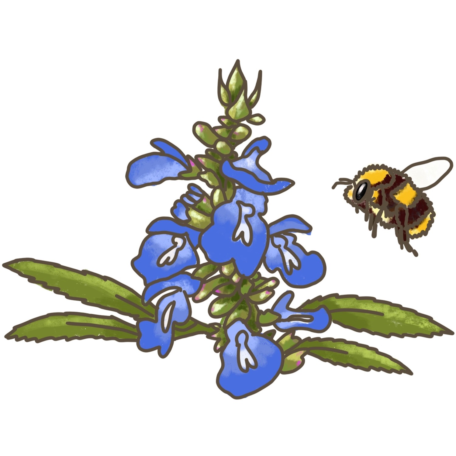 Illustration von Blu Bio-Pfeffer-Salbei mit blauen Blüten und einer Hummel.