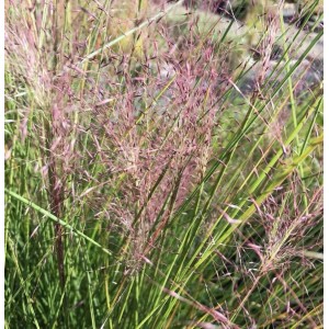 Rosa Haargras - Muhlenbergia capillaris