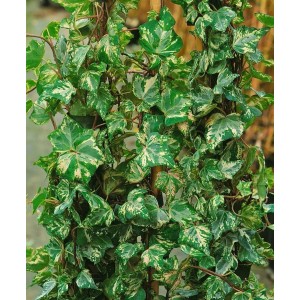 Grün-weißer Hedera Helix Kolibri Efeu, 40–60 cm hoch, Kletterpflanze für Garten und Kübel.