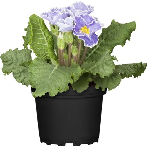 Lila-weiße Primel Siroccoco im Topf, eine farbenfrohe Frühjahrsbepflanzung für Beet und Balkon.