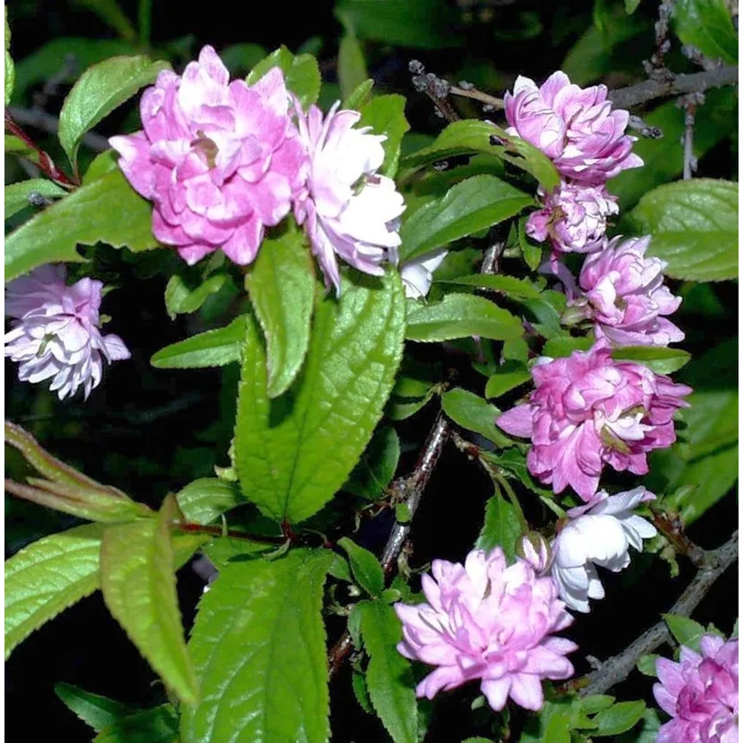 Chinesische Zwergkirsche Rosea 40-60cm - Prunus glandulosa