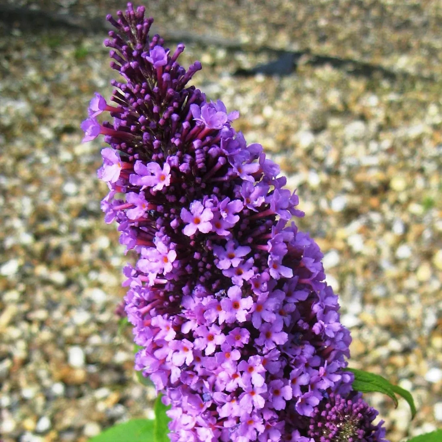 arborix Sommerflieder 'Peacock' Buddleja Davidii 30 Bis 40 Cm Im Container Kompakt