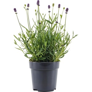 Lavendel  "Anouk Viva Felice" Farbenauswahl Topf-Ø ca. 10 cm Lavandula ang.