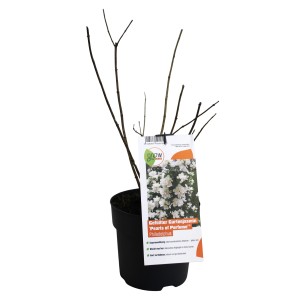 GROW by OBI Gartenjasmin Pearls of Perfume im Topf, ca. 40 cm hoch.