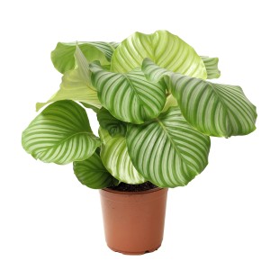 GROW by OBI Korbmarante Höhe ca. 70 cm Topf-Ø ca. 21 cm Calathea orbifolia